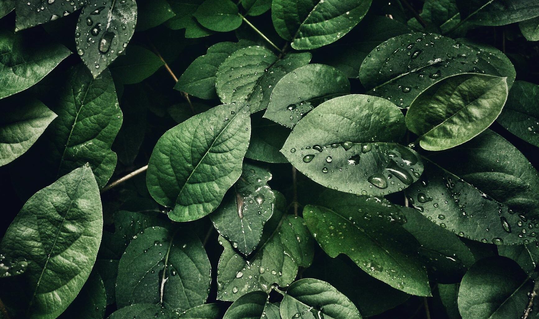 close up photography of leaves with droplets