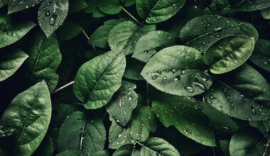 close up photography of leaves with droplets