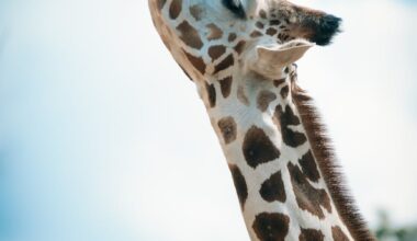 close up photography of giraffe
