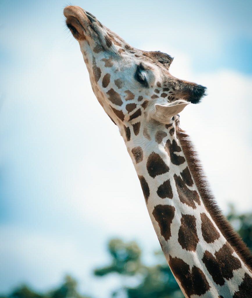 close up photography of giraffe