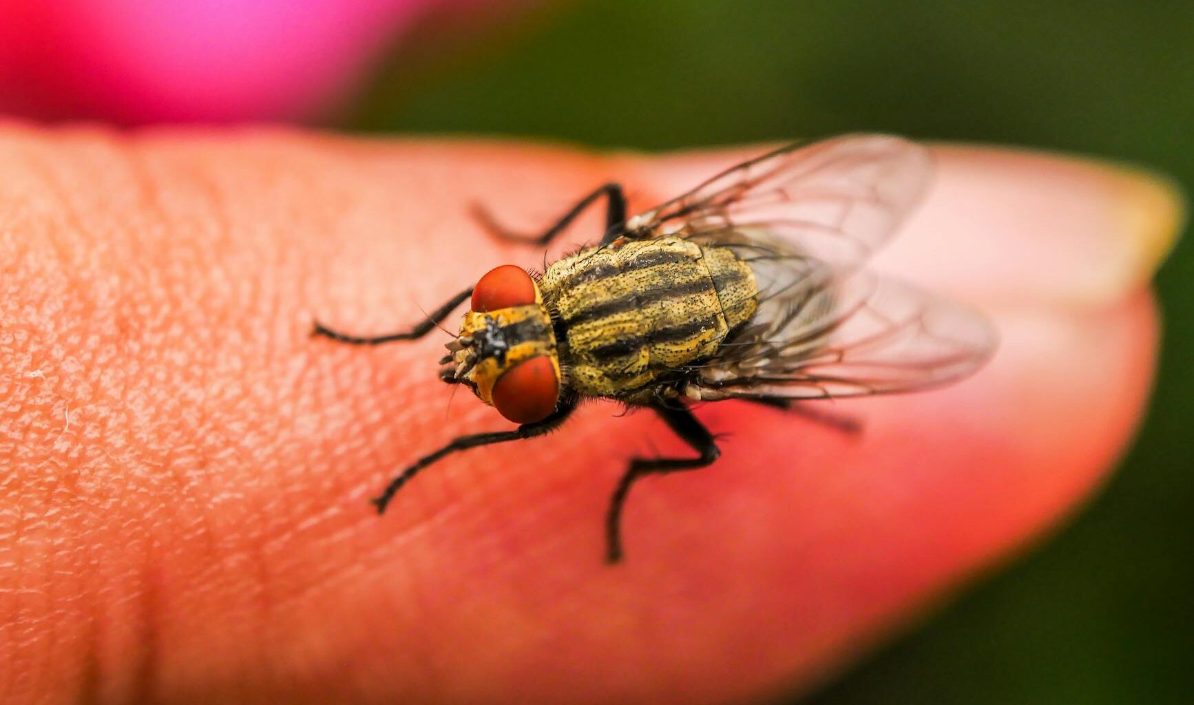 close up of common house fly on human finger