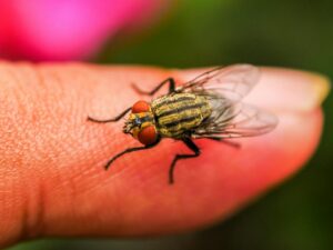 close up of common house fly on human finger