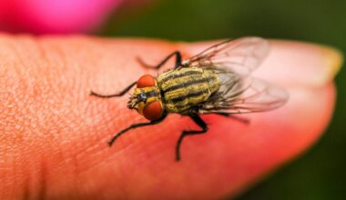 close up of common house fly on human finger