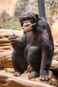 photo of an chimpanzee eating
