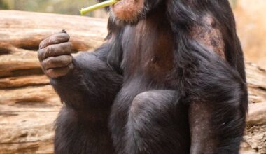 photo of an chimpanzee eating
