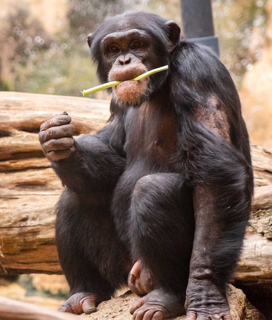 photo of an chimpanzee eating