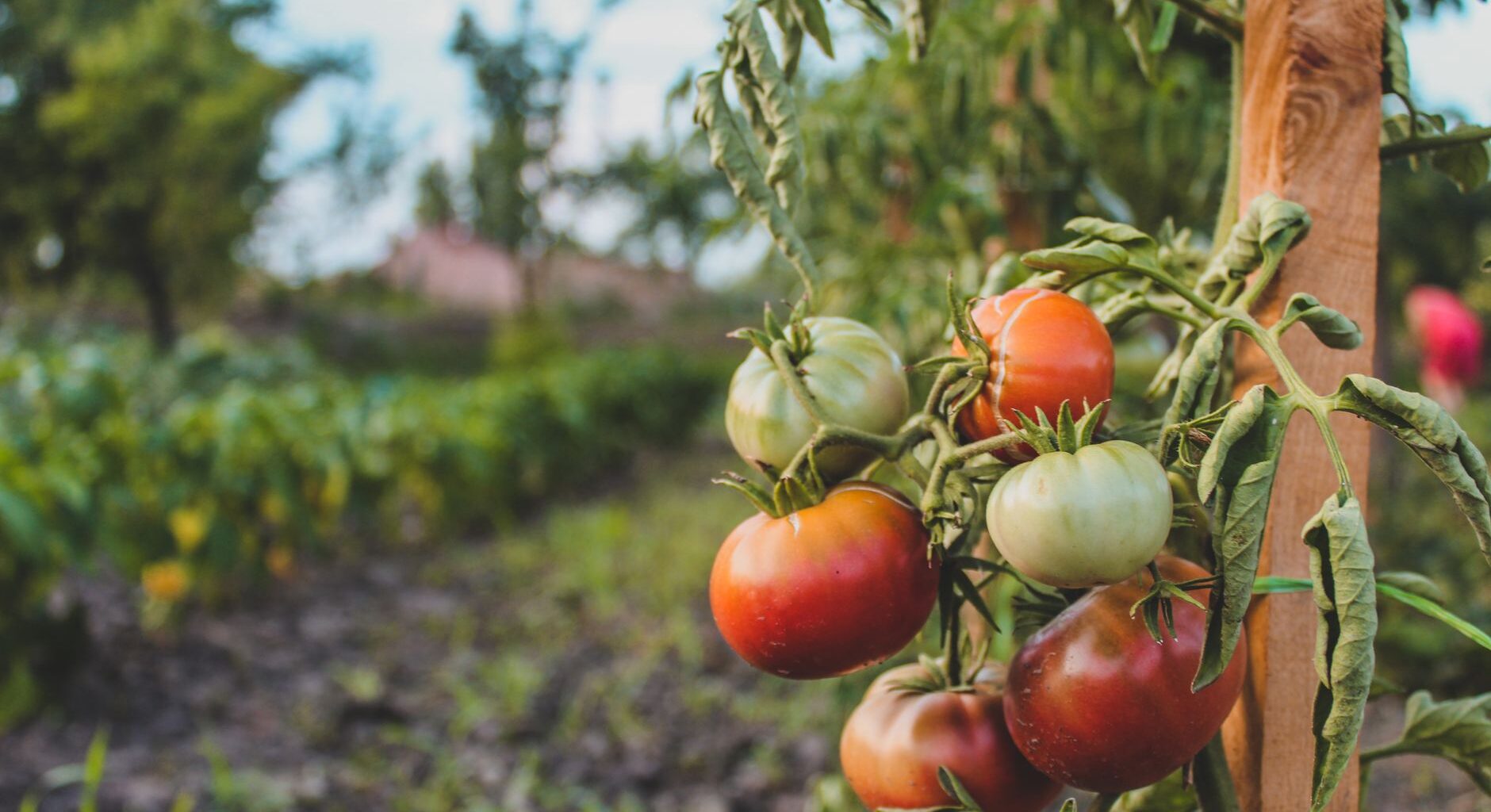 photograph of tomatoes
