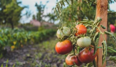 photograph of tomatoes
