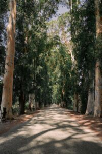 asphalt road among rows of trees