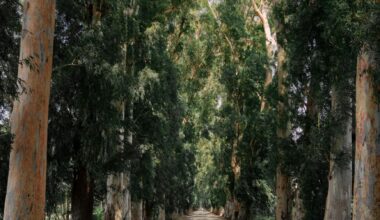 asphalt road among rows of trees