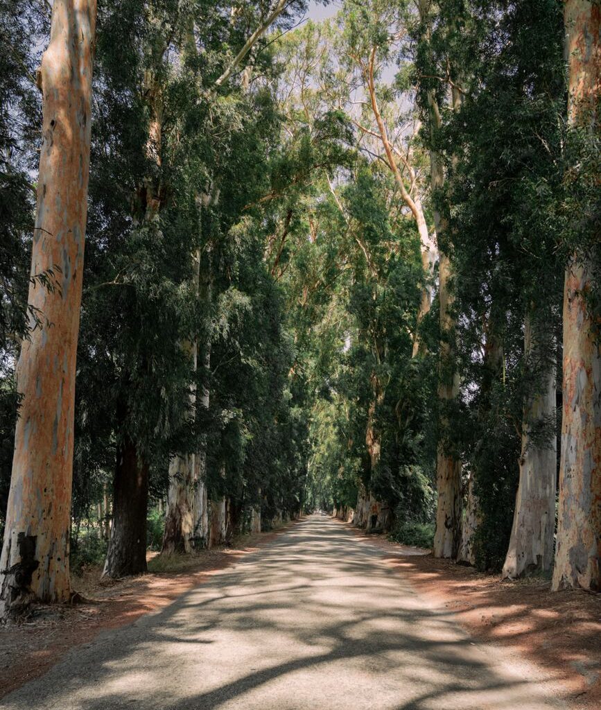 asphalt road among rows of trees